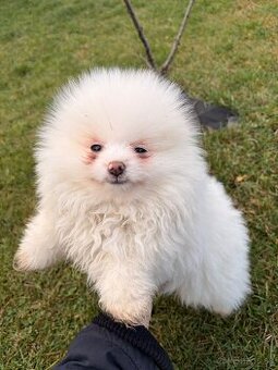 Pomik, pomeranian, špic, oranžový špic, nemecký špic