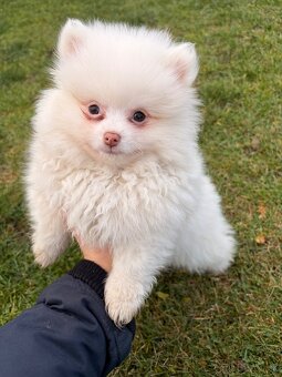 Pomik, pomeranian, špic, oranžový špic, nemecký špic