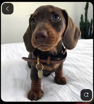 Jazvečík trpasličí