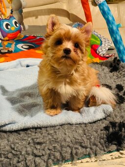 Golddust s PP, Yorkshire s PP