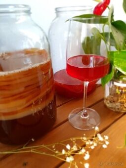 Predám SCOBY (kombucha) + štartér