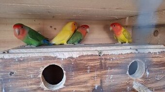 Agapornis ruzovohrdly