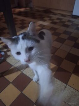 Mladý kastrovaný kocúrik – darujem