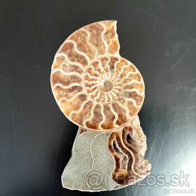 Predám Amonit - skamenelina