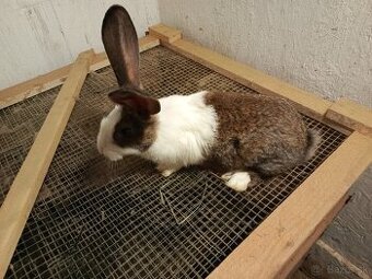 Šarišský Obrovitý x Belgický obor