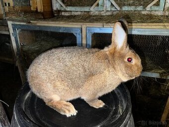 Viedensky biely x burgundsky