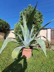 Predám nádherný, obrovsky veĺký AGAVE kaktus