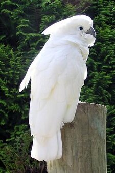 Kakadu Alba
