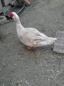Kúpim mladého čínskeho káčera