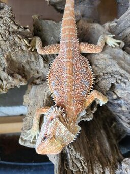 Agama bradatá