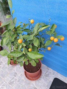Citrus calamondin Citrus Mitis