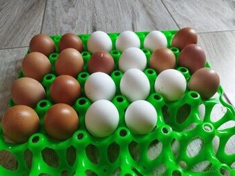 Nasadove vajíčka Appenzelsky chocholac, Marans pšenična
