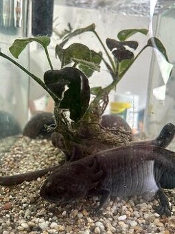 Axolotl mexický