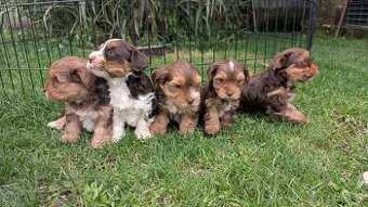 Yorkshire terrier