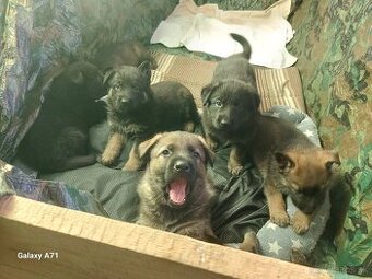 Nemecky ovciak(vlciak)steniatka