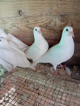 Mladé biele poštové holuby