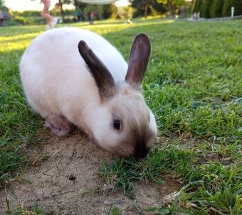 Darujem vnútorného domáceho zajaca