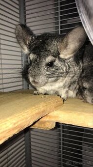 Činčila Ella , 10mesiacov samička