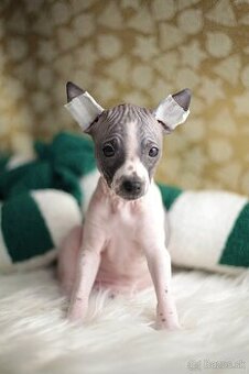 Americký bezsrstý teriér s PP FCI