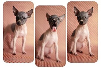 Americký bezsrstý teriér s PP FCI