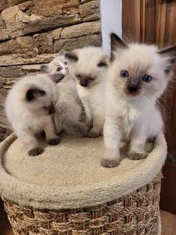 Predám mačiatka Ragdoll - odber možný ihneď