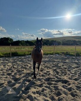 Na predaj 7 ročný arabský plnokrvník s potenciálom do športu