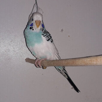 predám andulky a zebričky