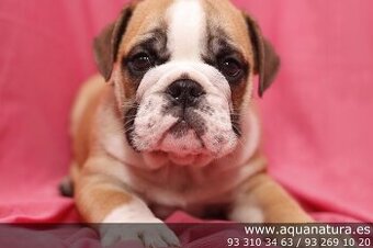 Očarujúce šteniatka anglického buldoga