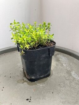 Saturejka