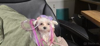 Steniatka maltezaka nadherne