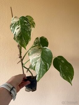 Monstera albo variegata