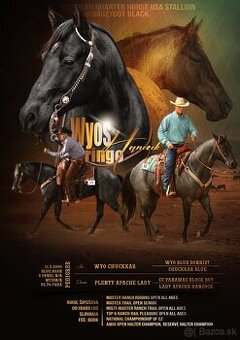 Pripúšťanie American Quarter Horse