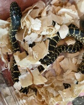 Lampropeltis splendida