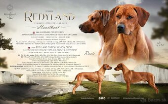 Rhodesian ridgeback steniatka s PP