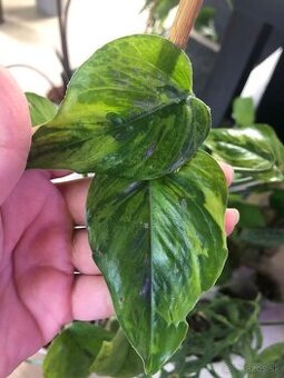 Pothos vzácny