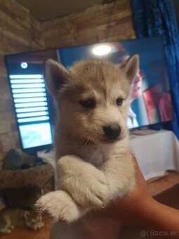 Husky - 1