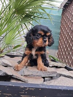 Cavalier