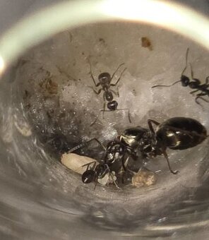 Predám kolónie mravcov Formica fusca