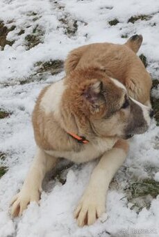 Stredoázijský ovčiak -šteniatka