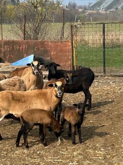 jahniatka kamerunskej ovce