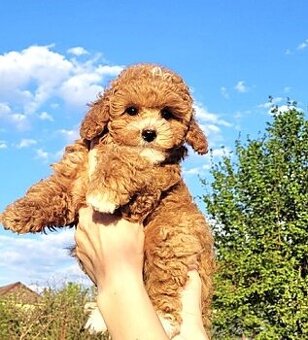 Maltipoo v typu Teddy