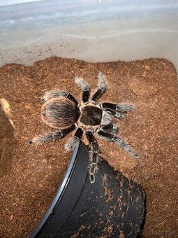 Tarantula, pavuk