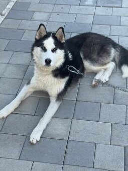 Sibírsky husky