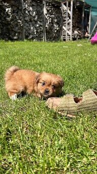 Steniatko krátkosrstý trpasličí pekinézer