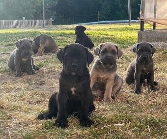 Cane corso šteniatka