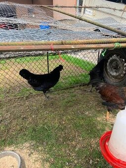 Ayam cemani kohútiky