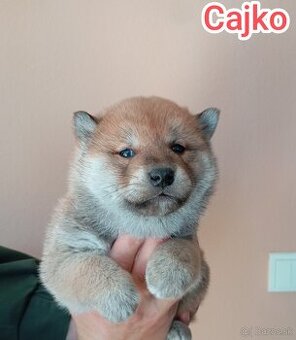 Shiba Inú s PP Fci