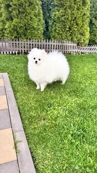 Pomeranian fenka