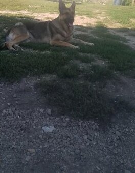 nemecky ovčiak šteniatka