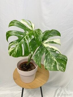 Monstera Deliciosa Albo variegata